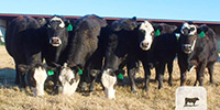 7 Angus Cross 'BWF' Bred Heifers... Central TX