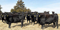 40 Angus & BWF Cows... Southwest MO
