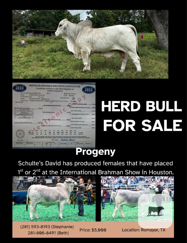 Cattle Range Listing Photo