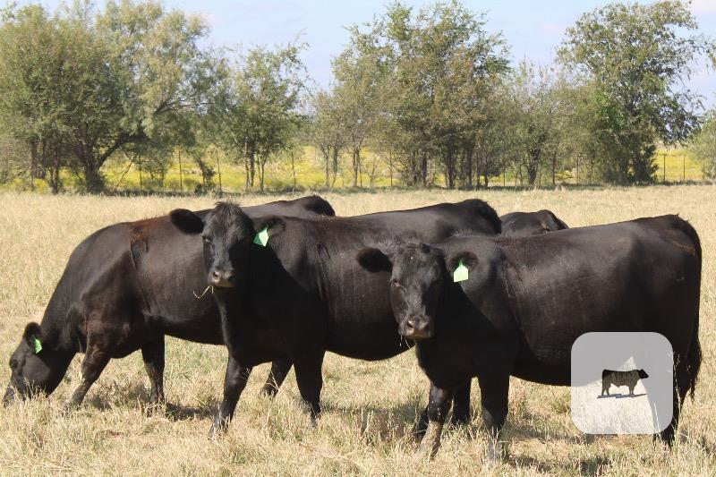 Cattle Range Listing Photo