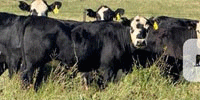 23 F1 Angus 'BWF' Bred Heifers... S. Central OK