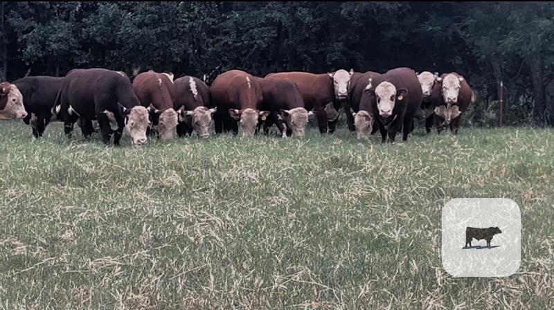 Cattle Range Listing Photo