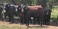 67 Brangus & Brangus Baldy Rep. Heifers... Central TX