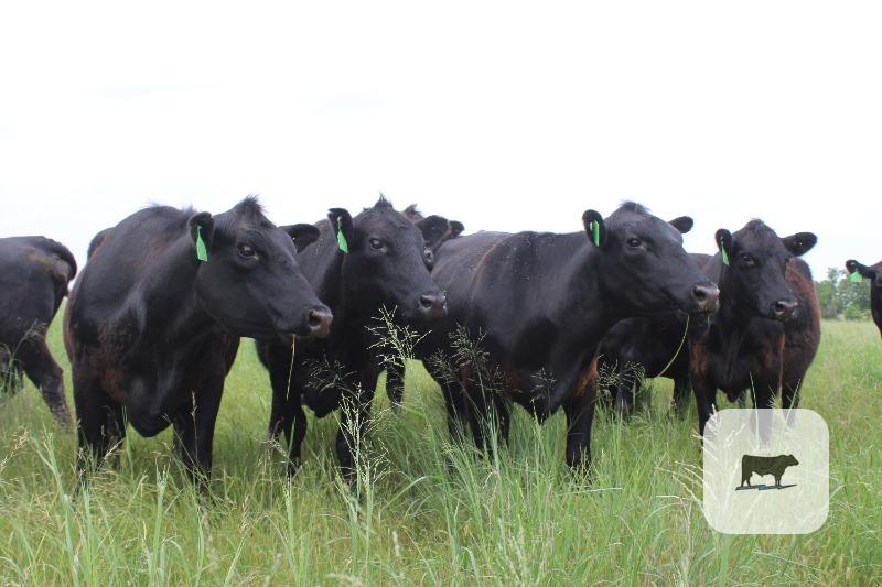 Cattle Range Listing Photo