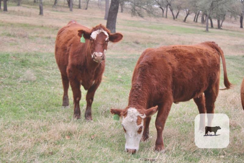 Cattle Range Listing Photo