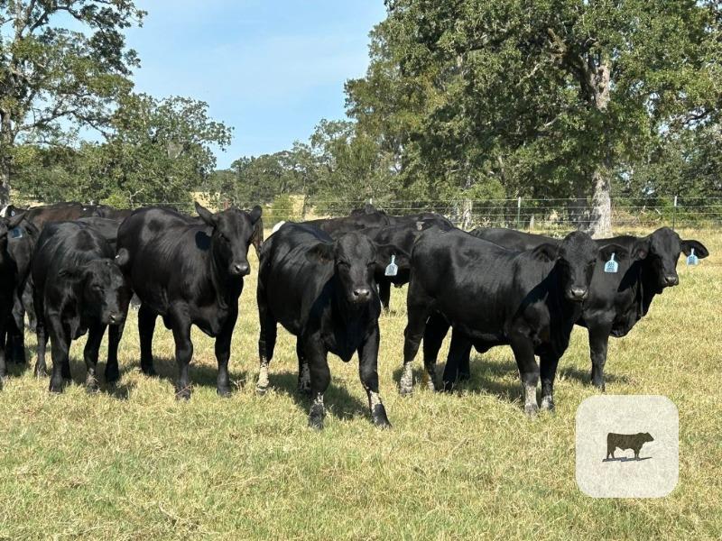 Cattle Range Listing Photo