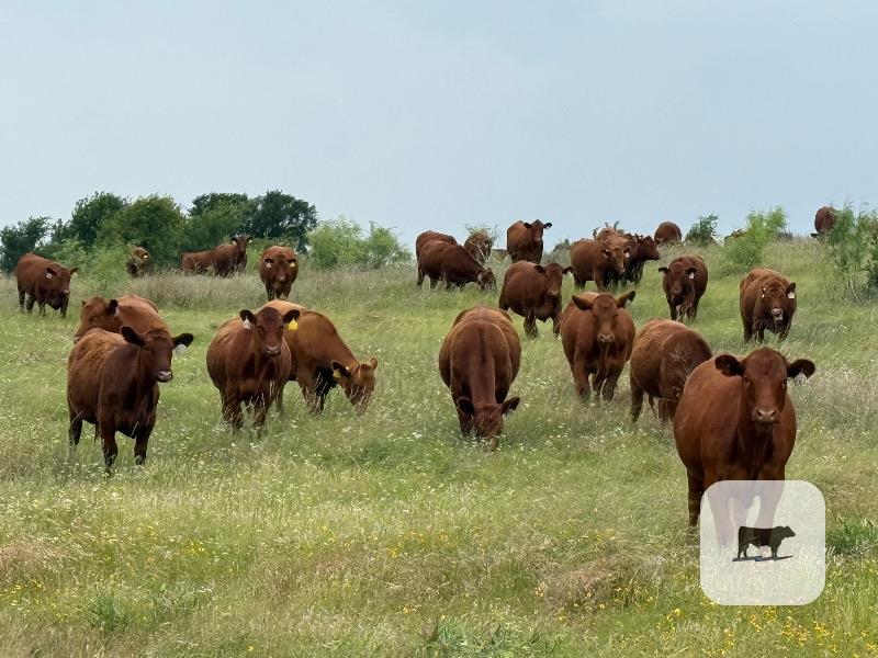 Pasture & Range Conditions as of 5/24/26