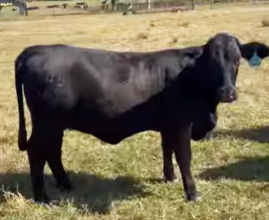 Cattle Range Listing Photo