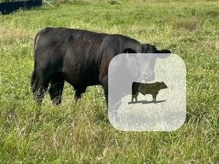 Cattle Range Listing Photo
