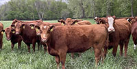 40 Red Angus & RWF Cows... Southwest MO