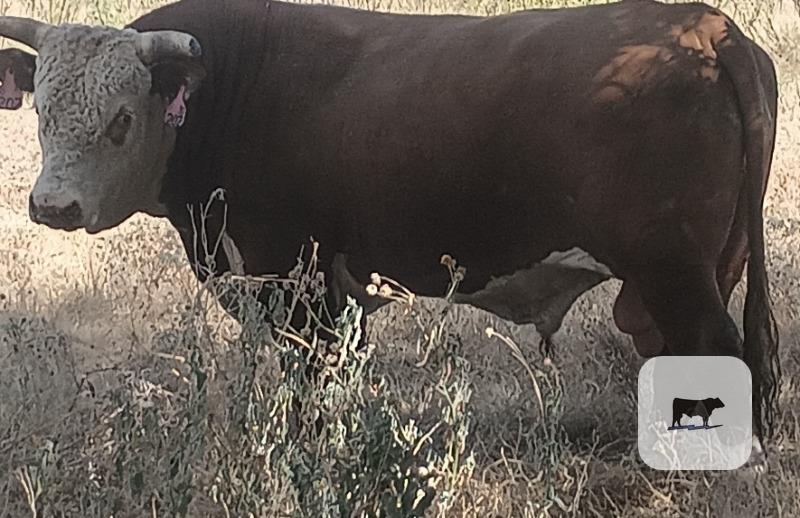 Cattle Range Listing Photo
