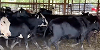 80 Brangus & Crossbred Cows... Northeast TX