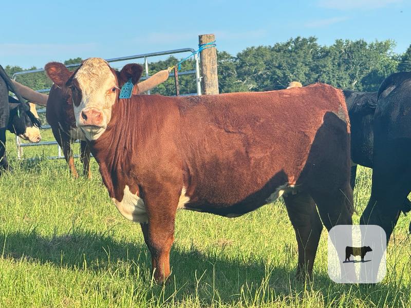 Cattle Range Listing Photo