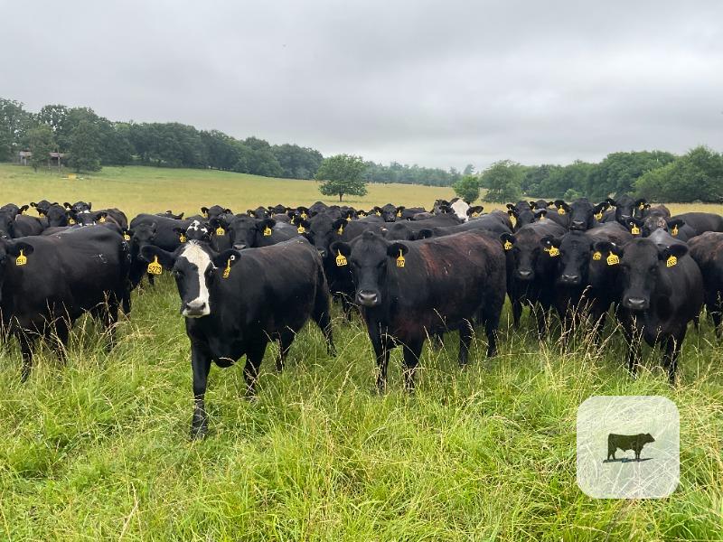 Cattle Range Listing Photo