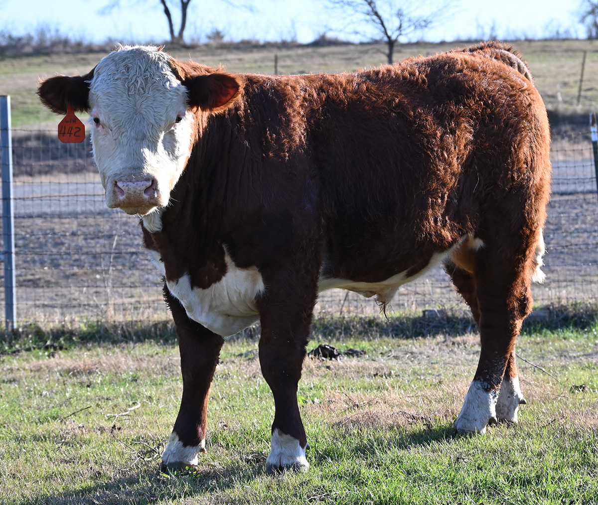 Cattle Range Listing Photo