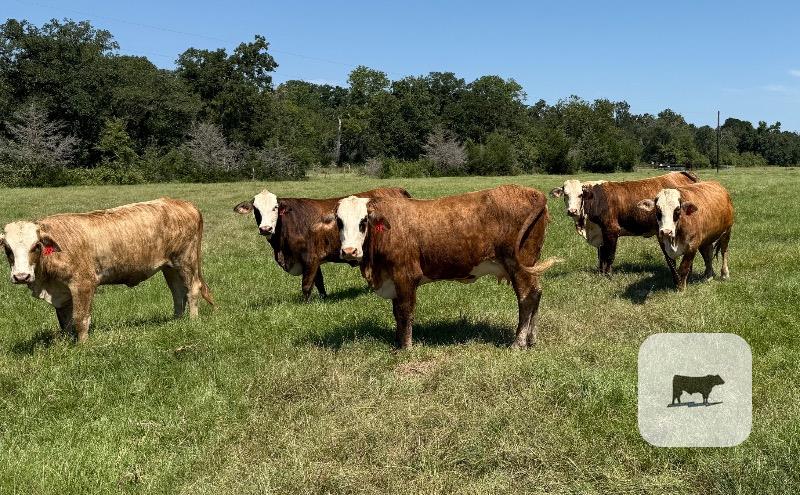 Cattle Range Listing Photo