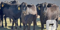 15 F1 Brangus & Brangus Rep. Heifers... Central TX