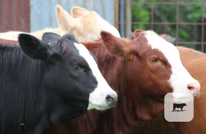 Cattle Range Listing Photo