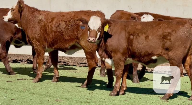Cattle Range Listing Photo