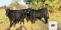 5 Brangus Bulls... Central FL
