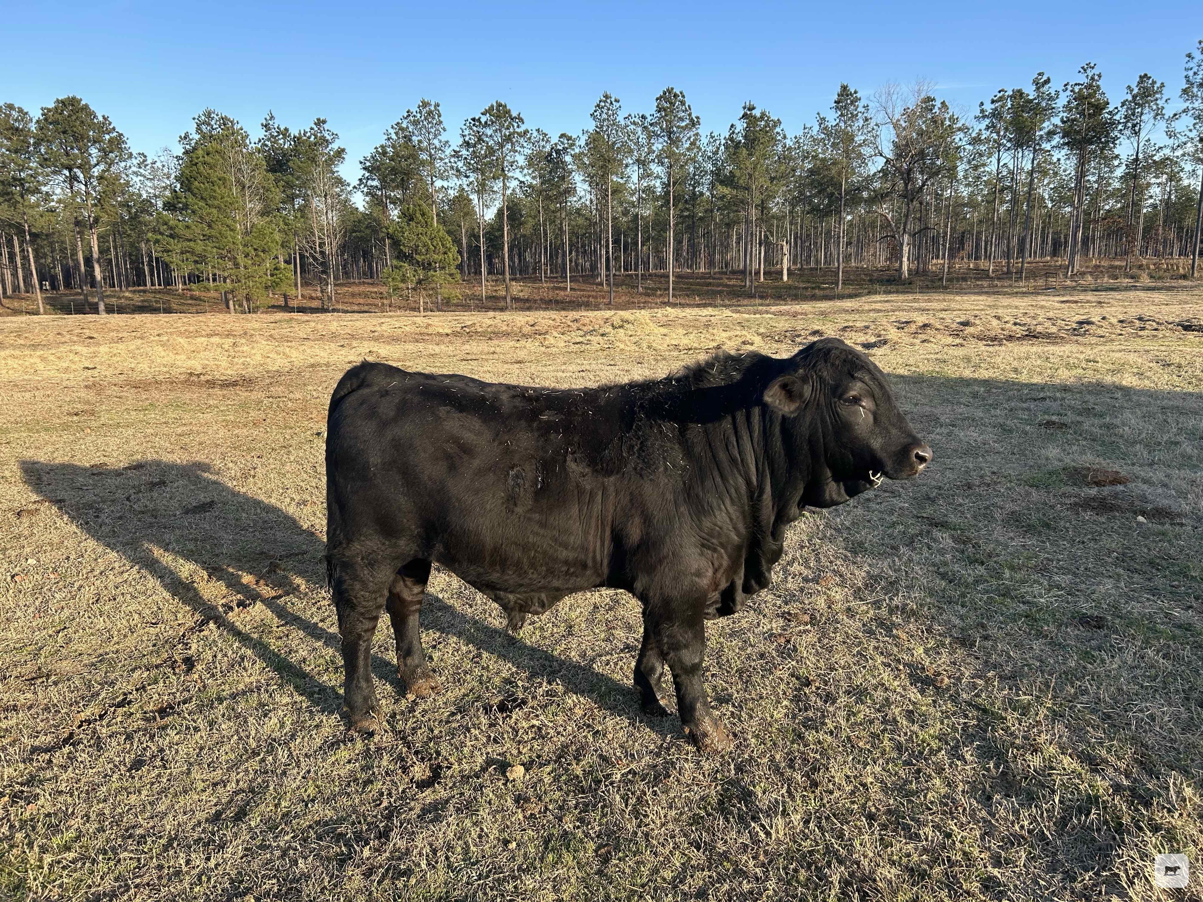Cattle Range Listing Photo