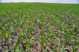 Corn Crop Condition as of 5/25/25