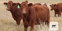 20 Red Angus Rep. Heifers... Central TX