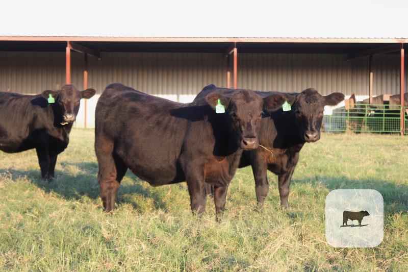 Cattle Range Listing Photo