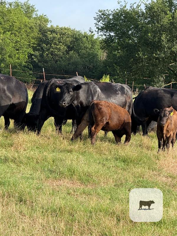 Cattle Range Listing Photo