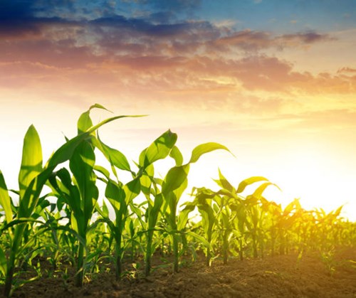 Corn Crop Condition as of 6/15/25