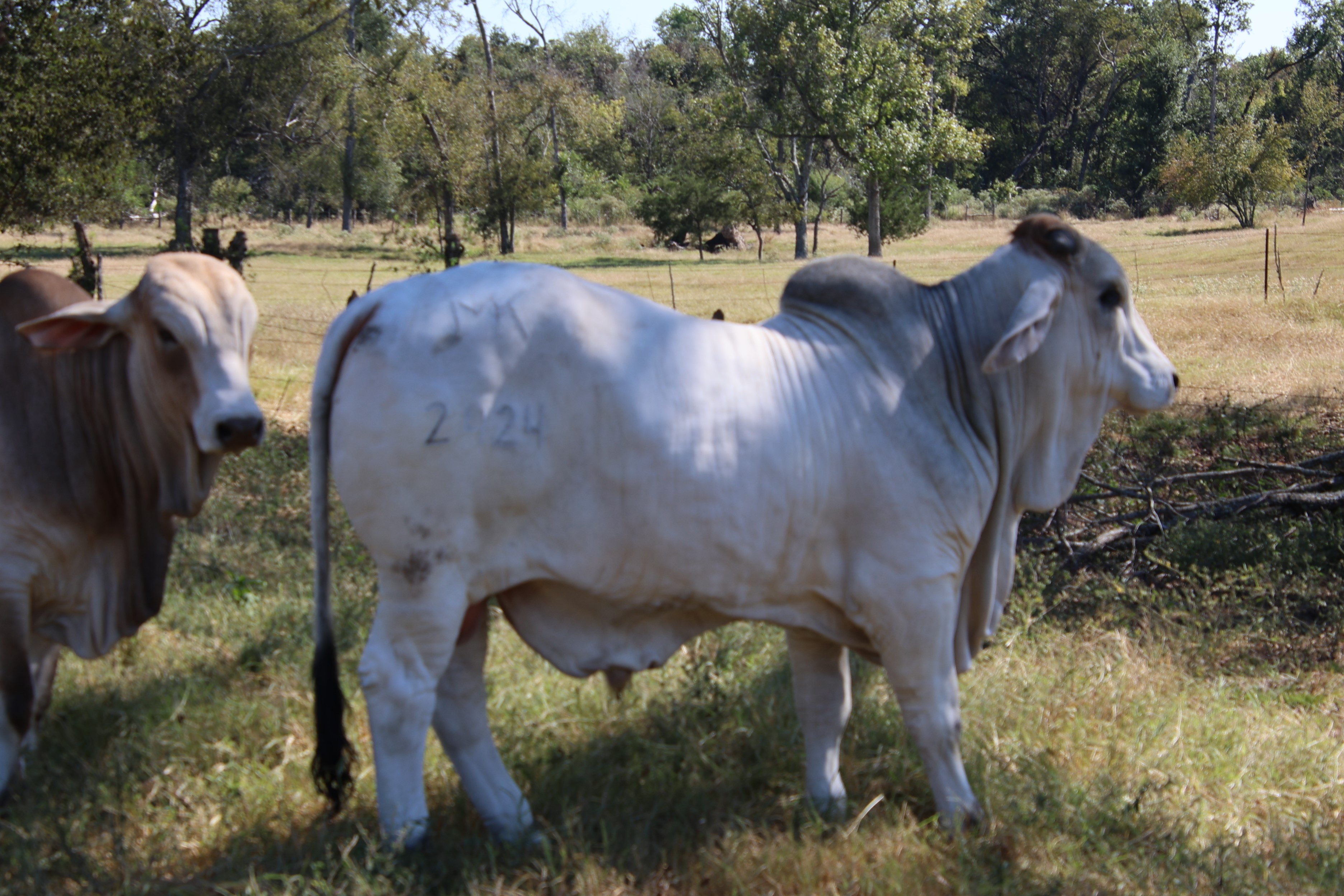 Cattle Range Listing Photo 2