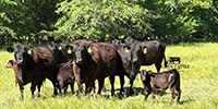 35 Angus & BWF Pairs... Southwest MO