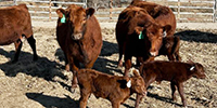 70 Red Angus 1st-Calf Pairs... Southeast NE