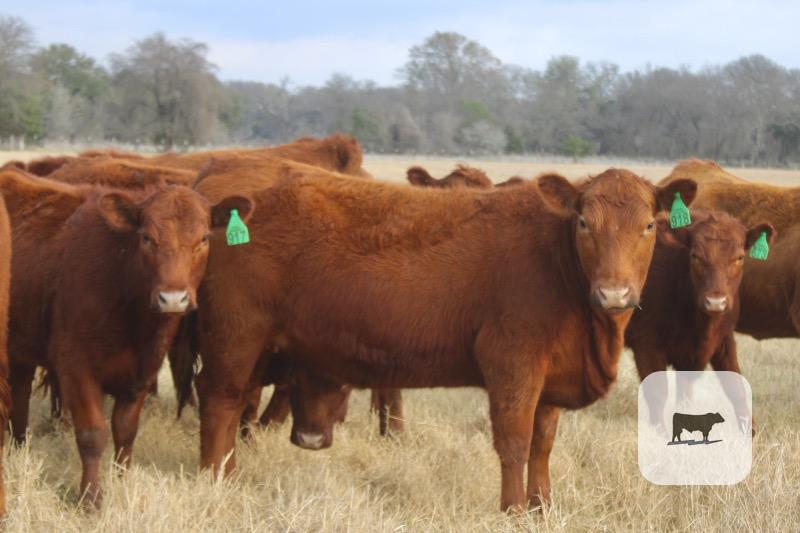 Cattle Range Listing Photo