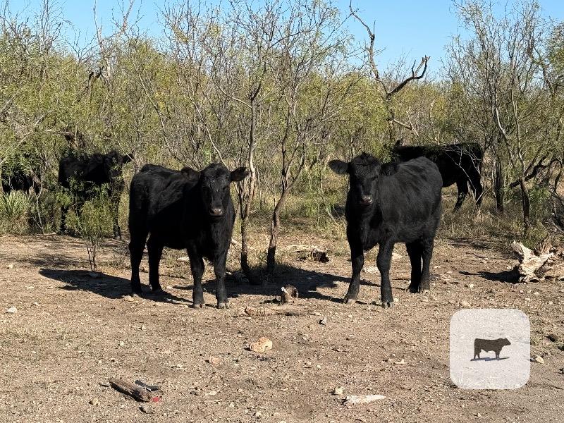 Cattle Range Listing Photo