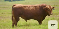 1 Reg. Red Wagyu Bull... Southwest OK (1)