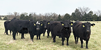 41 Angus & BWF Cows... Southwest MO