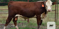 3 Reg. Polled Hereford Bulls... Northeast TX
