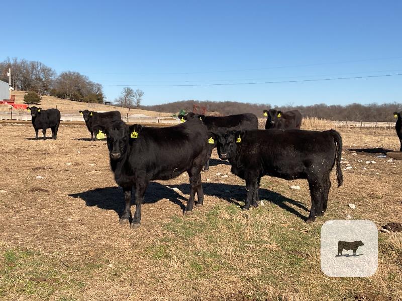 Cattle Range Listing Photo