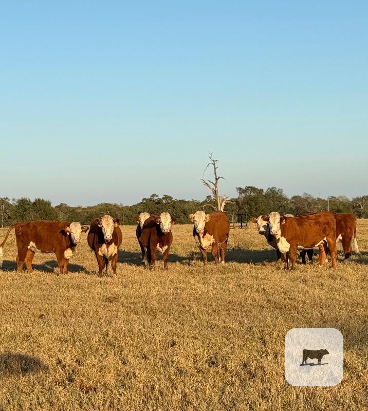 Cattle Range Listing Photo 2