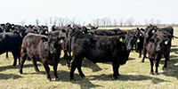 40 Angus & BWF Cows... Southwest MO