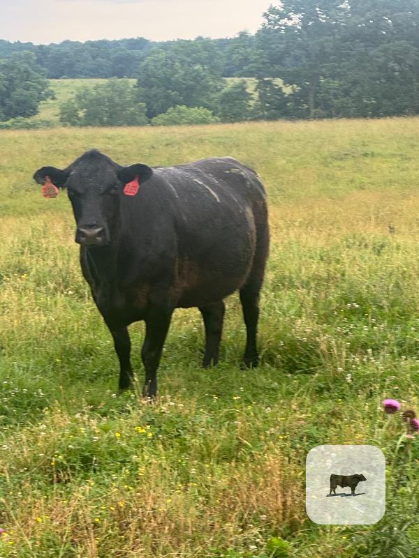 Cattle Range Listing Photo