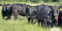 15 Angus Bred Heifers... S. Central OK