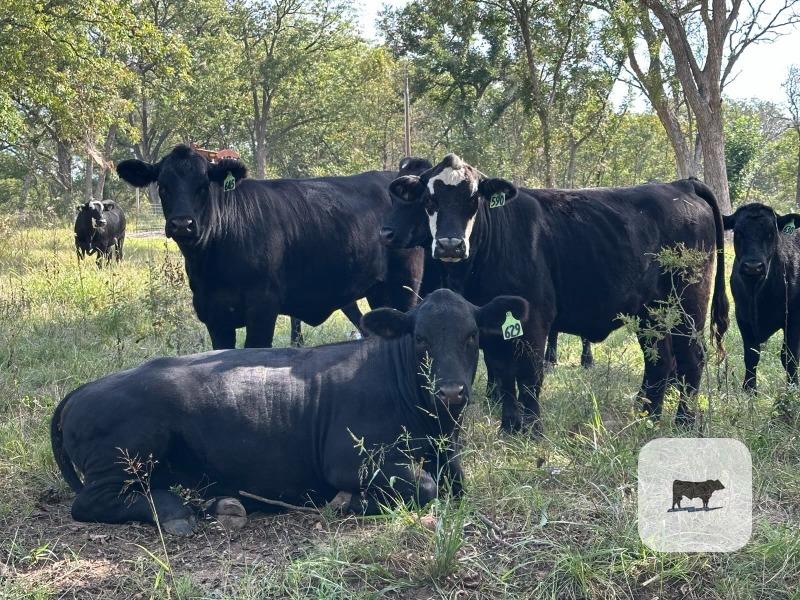 Cattle Range Listing Photo