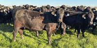 80 Brangus & Brangus Baldy Bred Heifers... Central TX