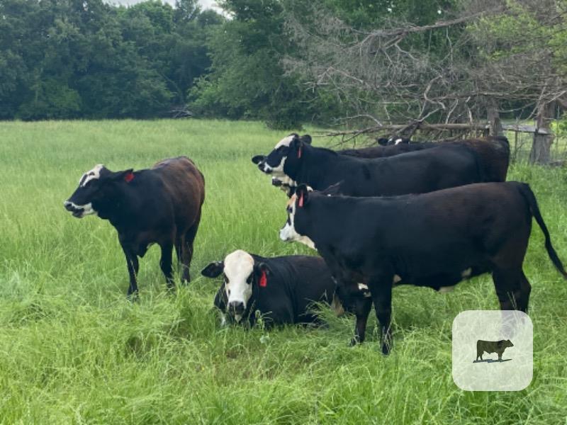 Cattle Range Listing Photo