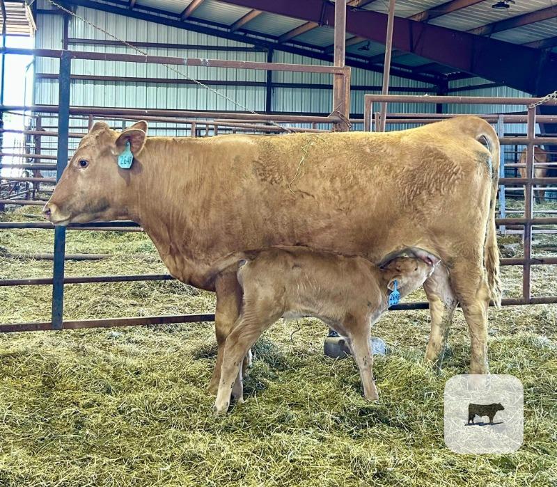 Cattle Range Listing Photo