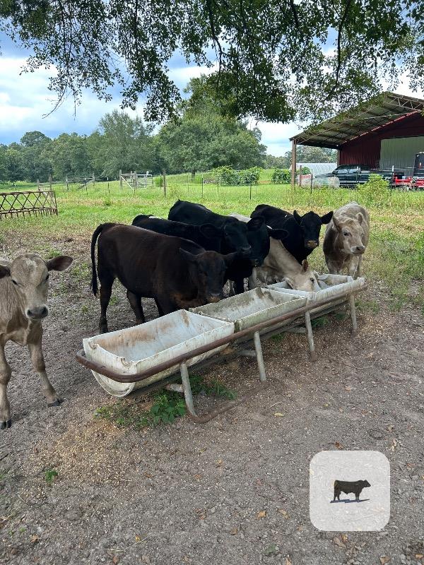 Cattle Range Listing Photo