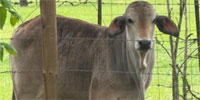 2 Brahman Bull Calves... North TX