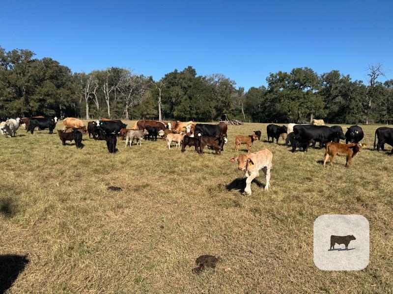 Cattle Range Listing Photo